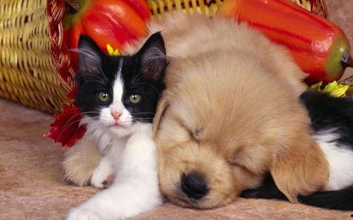 娱乐吃瓜酱狗帮猫,吃瓜酱狗帮猫的趣味故事