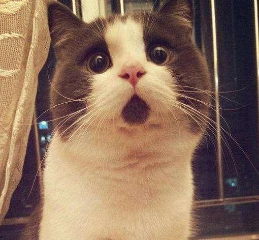 娱乐吃瓜酱三花猫的魅力,娱乐吃瓜酱的喵星人风采