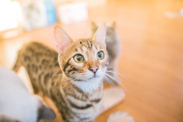 娱乐吃瓜酱三花猫的魅力,娱乐吃瓜酱的喵星人风采
