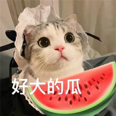 娱乐吃瓜君五条喵,揭秘娱乐圈五大热门事件背后的真相