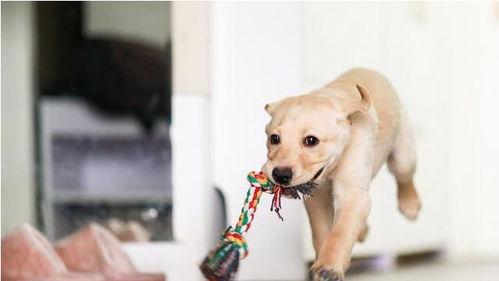 娱乐吃瓜菌关于狗