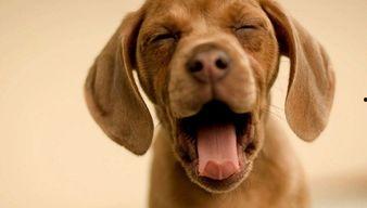 娱乐吃瓜菌关于狗