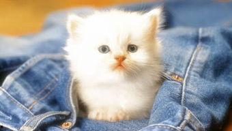 娱乐吃瓜君罗小猫,娱乐吃瓜界的“猫界网红”