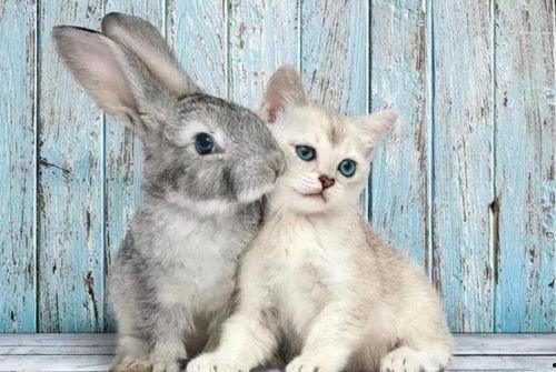 娱乐吃瓜酱猫兔子